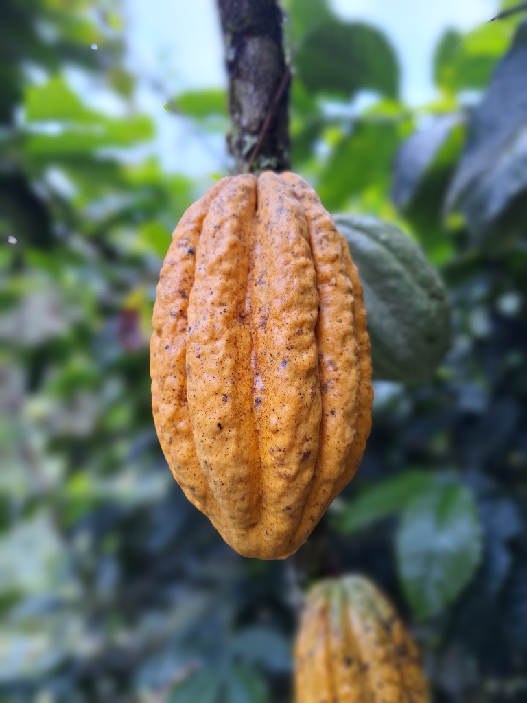 Frutos de cacao maduros en el árbol, Santa Ana–La Florida