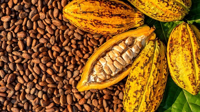 Mazorcas y granos de cacao