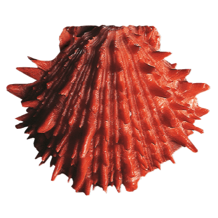 Logo Plan Binacional de Desarrollo de la Región Fronteriza Ecuador - Perú, Capítulo Ecuador